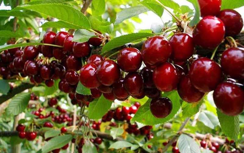 Cherry Mỹ được trồng ở các nước có khí hậu ôn đới, cách đây không lâu đã xuất hiện tại Việt Nam.
