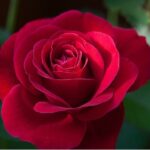 Hoa Hồng – Đặc điểm, Ý nghĩa và phân loại Hoa hồng