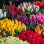 Hoa tulip:  Đặc điểm, giá bán, ý nghĩa, ứng dụng, cách trồng và chăm sóc