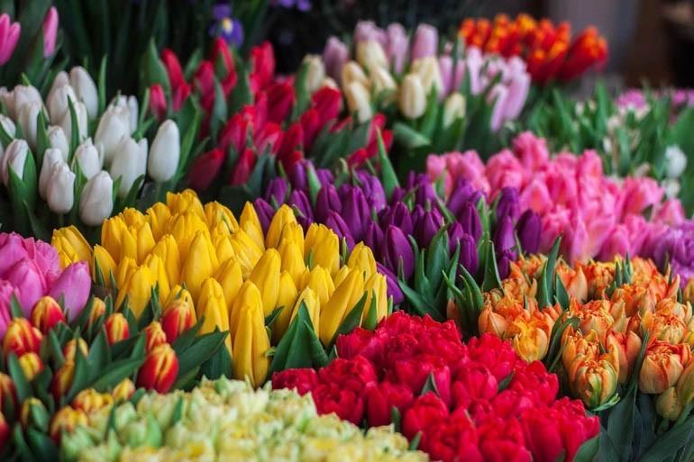 Hoa tulip: Đặc điểm, giá bán, ý nghĩa, ứng dụng, cách trồng và chăm sóc