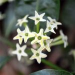 9 loài hoa nở về đêm thơm ngát cho ngôi nhà của bạn – Kool Style