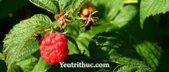 Raspberry là quả gì –có phải là quả Phúc Bồn Tử, Mâm xôi, Dâu Tằm không