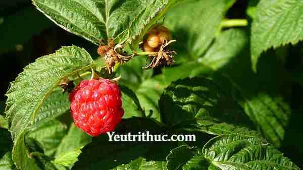 Raspberry là quả gì -có phải là quả Phúc Bồn Tử, Mâm xôi, Dâu Tằm 2
