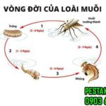 Vòng đời của loài muỗi