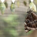 Vòng đời của bướm – 4 giai đoạn phát triển