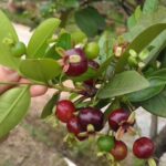 Cây Cherry Mỹ, Brazil: Trồng ở miền Bắc Việt Nam có khả thi?