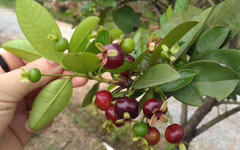 Cây Cherry Mỹ và Brazil đều có thể trồng được ở Việt Nam.